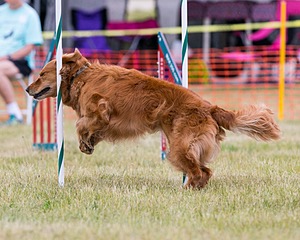 20150612-CCKC-0031.jpg