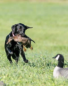 20150912-SHRL-0010.jpg