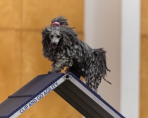 Peetie Sulewski