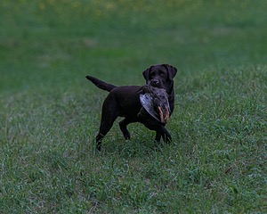 Katlee