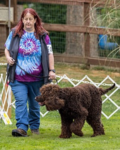2401 - CAT'S' RUSTY CHARLIE RI CGC TKA