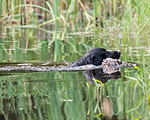 Brewster parchment