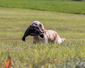 Whisp Mulholland
