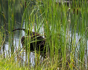 Ghillie Kezer
