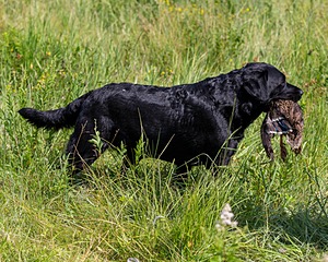 Scout