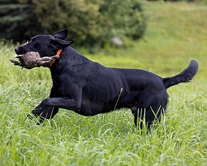 Yogi Mercier