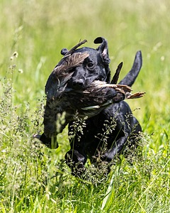 BEAR Krackow