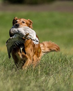 Scout Kulwich