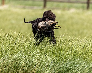 Ghillie