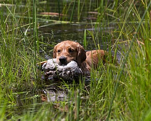 Shea Gum