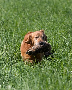 20160604-SEAL-0288.jpg