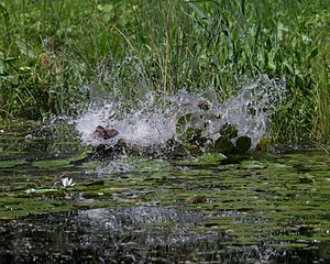 20130810-JHW-0004.jpg