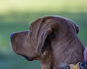 Oakley Lamica