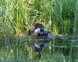 BEAR Krackow
