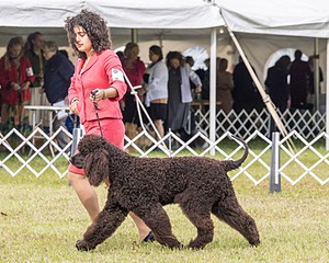 09 - GCH CH POOLE'S IDE DARK KNIGHT RN CGC TKN ATT (Oscar)