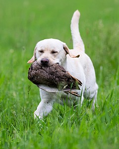 Goose