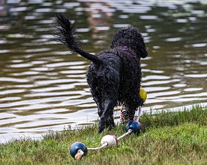 "Perry" & Diana