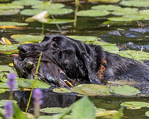 Mowgli