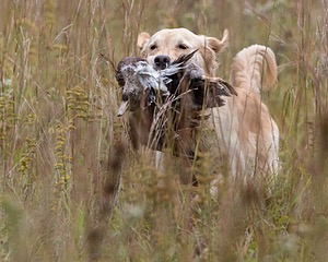 Sedge Houston