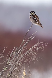 Northern Hawk Owl, Minnesota