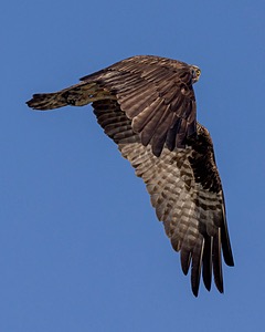 Osprey, Maryland