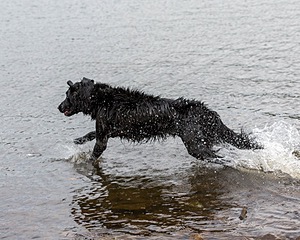 Splash