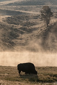 Yellowstone National Park