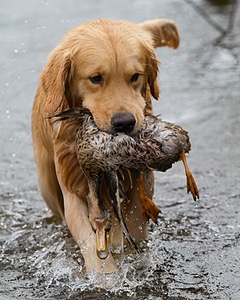 Opie