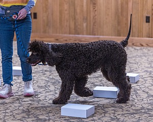 Oscar