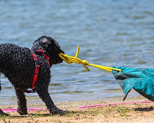 Nova Cox