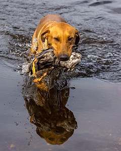 Gauge Kilby