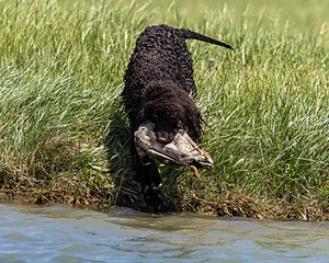 Ghillie