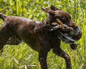 Moose Molle