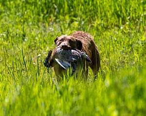 20170604-SEAL-1137.jpg