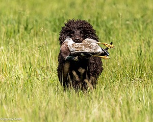 Ghillie