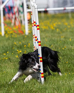 20170520-NEAT-0586.jpg
