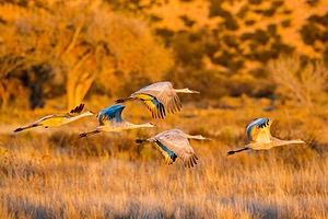 Sandhill Cranes, Bosque del Apache, New Mexico