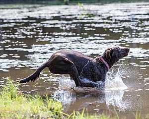 Roxy Fearnley