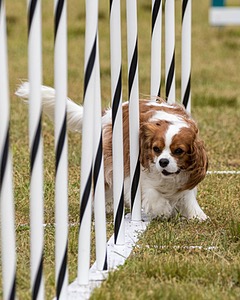 20190616-CCKC-1149.jpg