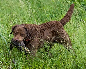 20170603-SHRW-1703.jpg