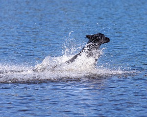 Ruger Bodine