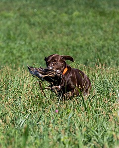 Gauge Mallette