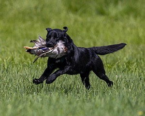 Duke Doyon