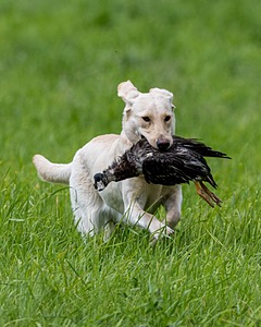 20170603-SHRL-0704.jpg