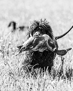 Ghillie Kezer