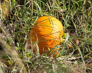 20150912-C-0004.jpg