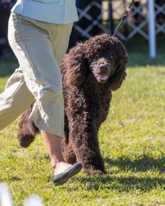 09 - GCH CH POOLE'S IDE DARK KNIGHT RN CGC TKN ATT (Oscar)