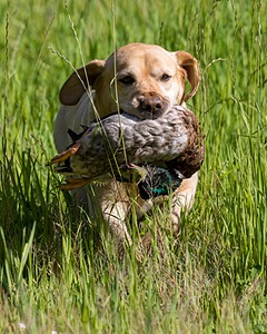 Rose McGroarty