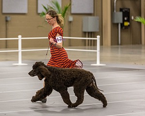 17 - Ballyhoo’s V Finnegan Mcneill BN FDC CA BCAT DS DJ CGCA TKN VHMA JH JHU WD