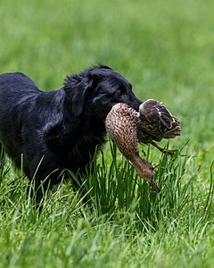 Hunter Law